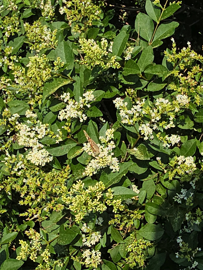 Malowana Dama — zdjęcie 1 z 14