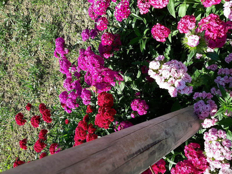 Distelfalter — Bild 1
