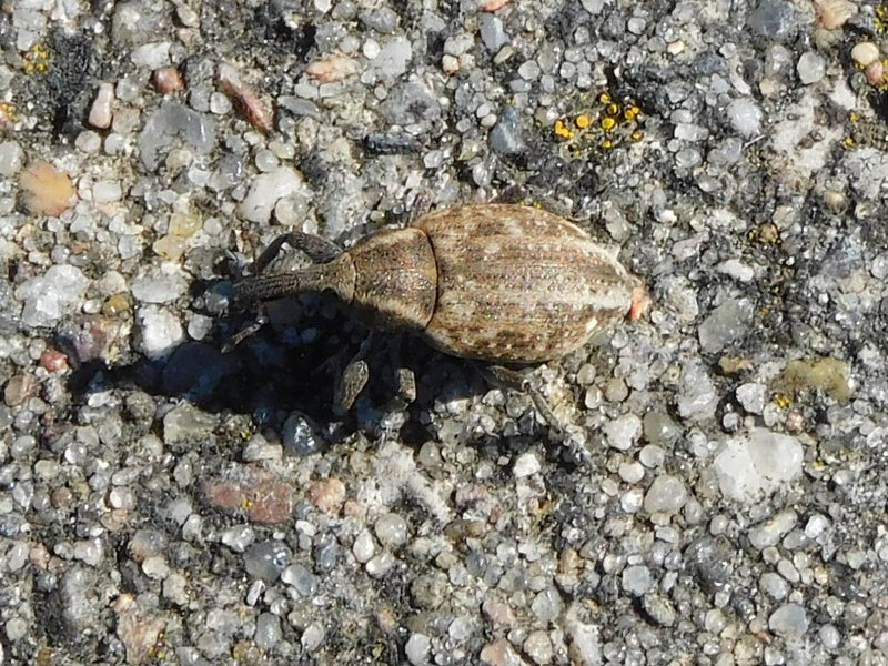 Ryjkowiec żółciowy — Bild 1