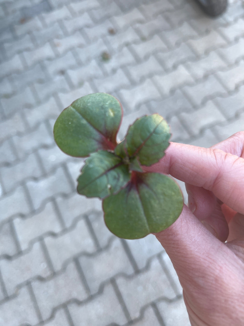 Balsam gruczołowy — Bild 1