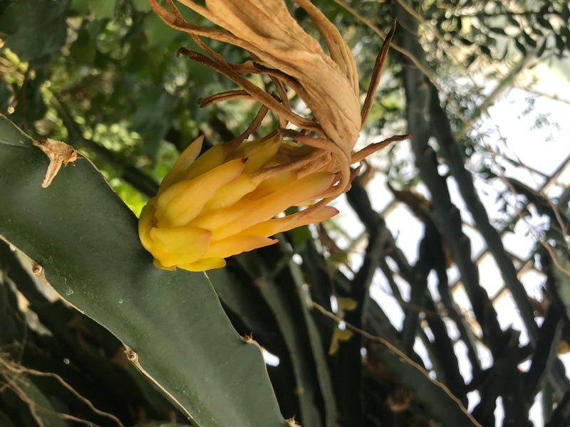 Drachenfrucht — zdjęcie 4 z 5