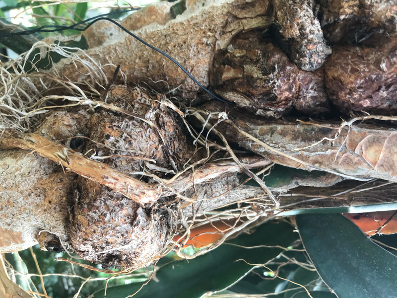 Drachenfrucht — zdjęcie 1 z 5