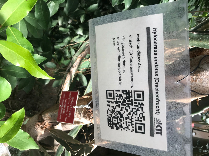 Drachenfrucht — zdjęcie 2 z 5