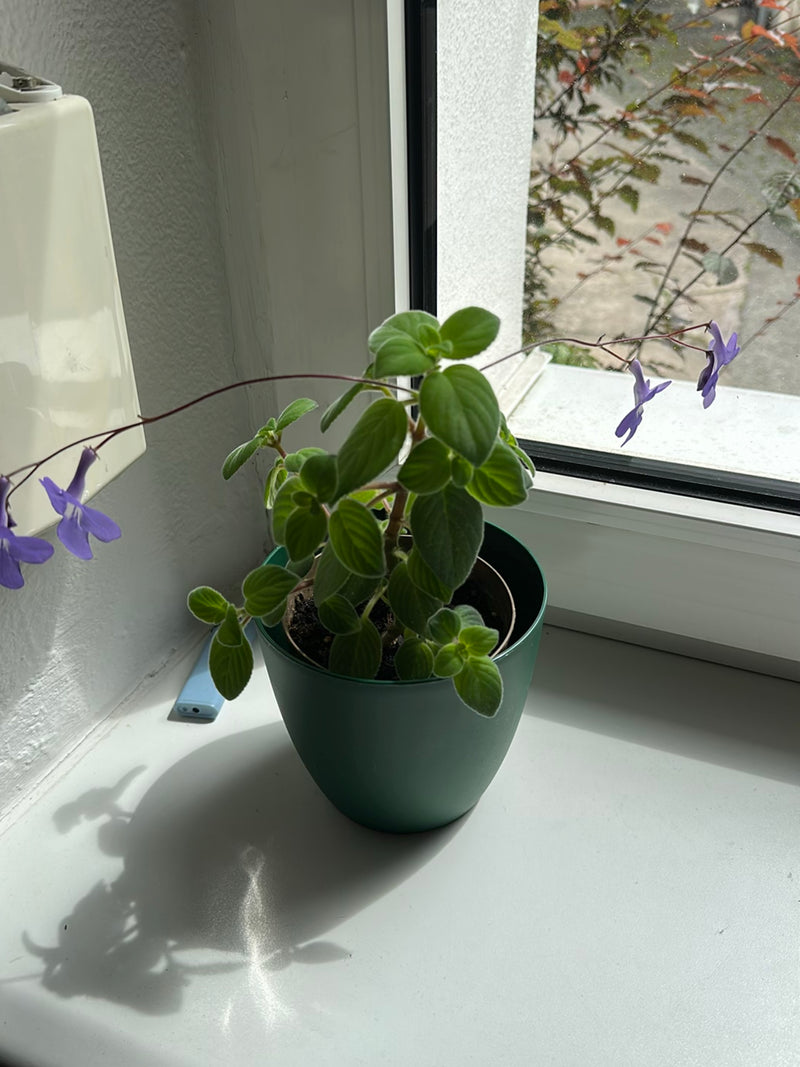 Obrotowe owoce — Bild 3