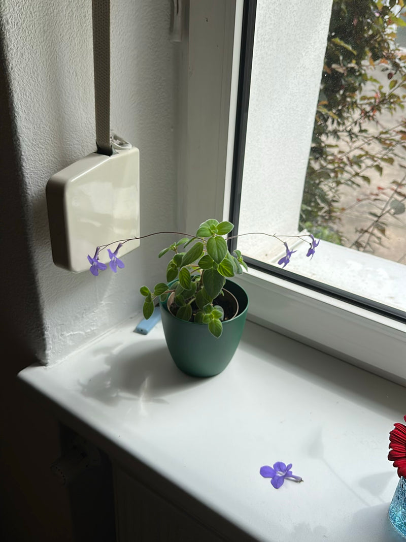 Obrotowe owoce — Bild 4