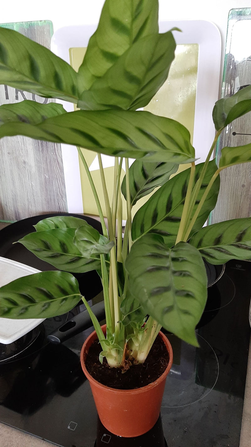 Maranta Leuconeura — Bild 1