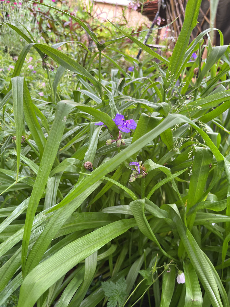 Dreimasterblume — Bild 1