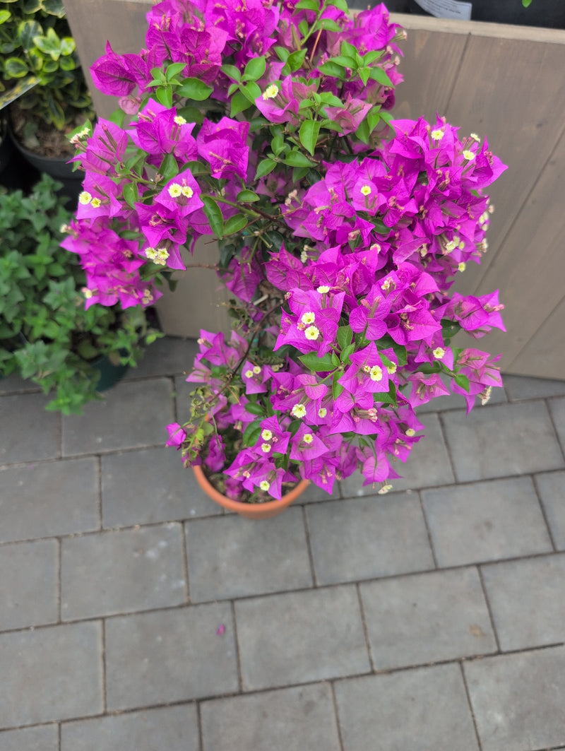 Bugenwilla — Bild 3