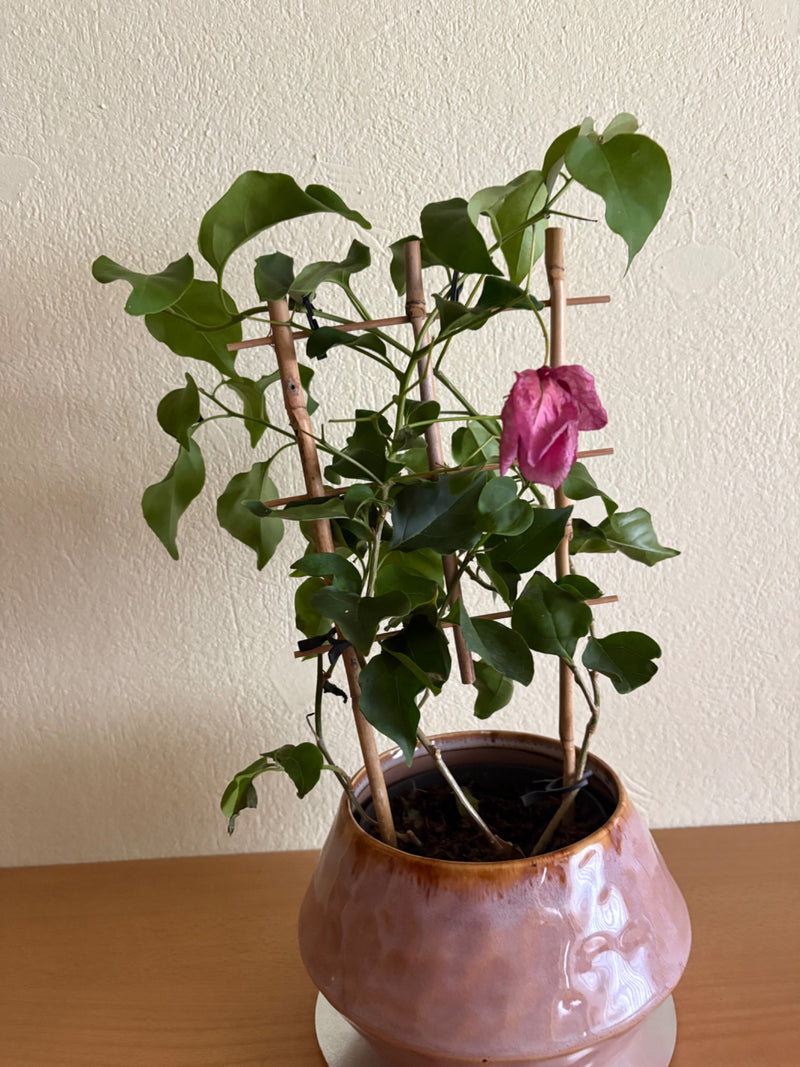 Bugenwilla — Bild 1
