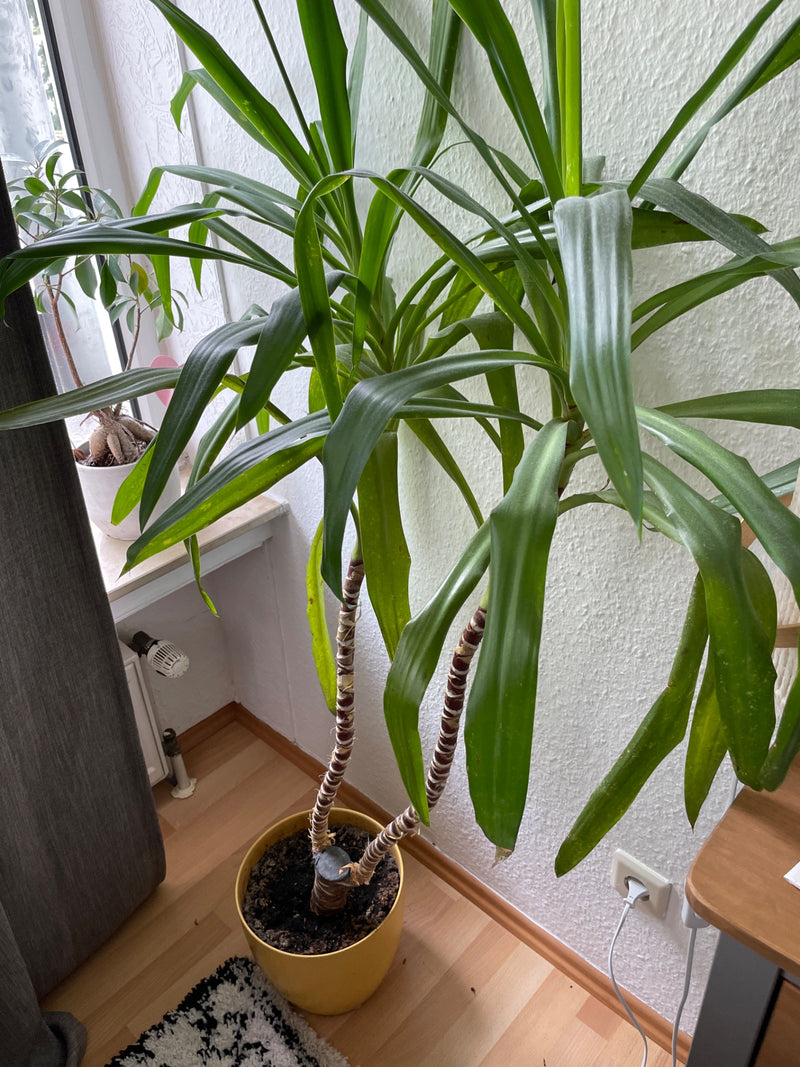 Smocze drzewo — Bild 3