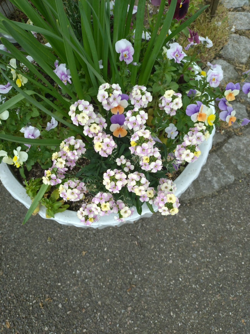 Bogaty w zapach kamieni — Bild 1