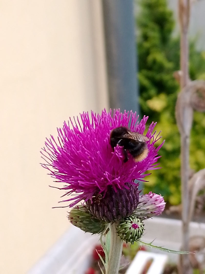Zdjęcie przedstawiające trzmiela ziemnego siedzącego na jasnoróżowym kwiecie ostropestu. Fotografia ukazuje owada z boku podczas żerowania.