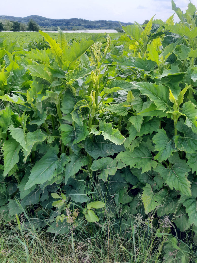 Durchwachsene Silphie — Bild 2