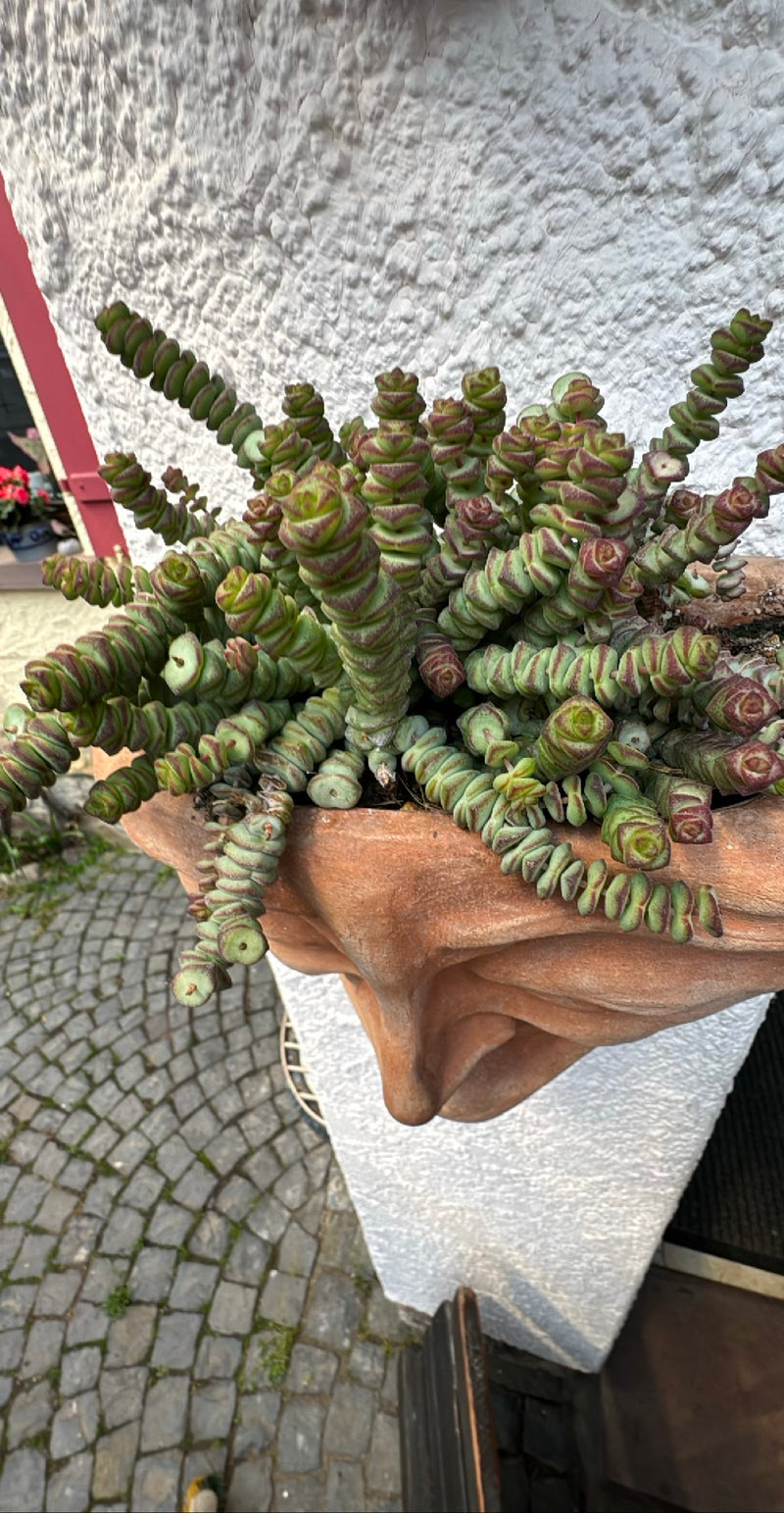 Mieszane grube liście — Bild 1