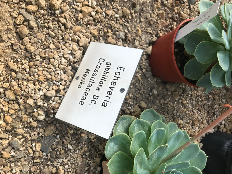 Echeveria — zdjęcie 1 z 3