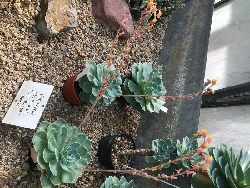 Echeveria — zdjęcie 2 z 3