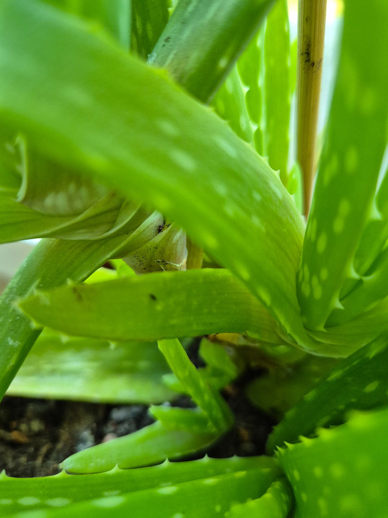 Prawdziwy aloes — Bild 1