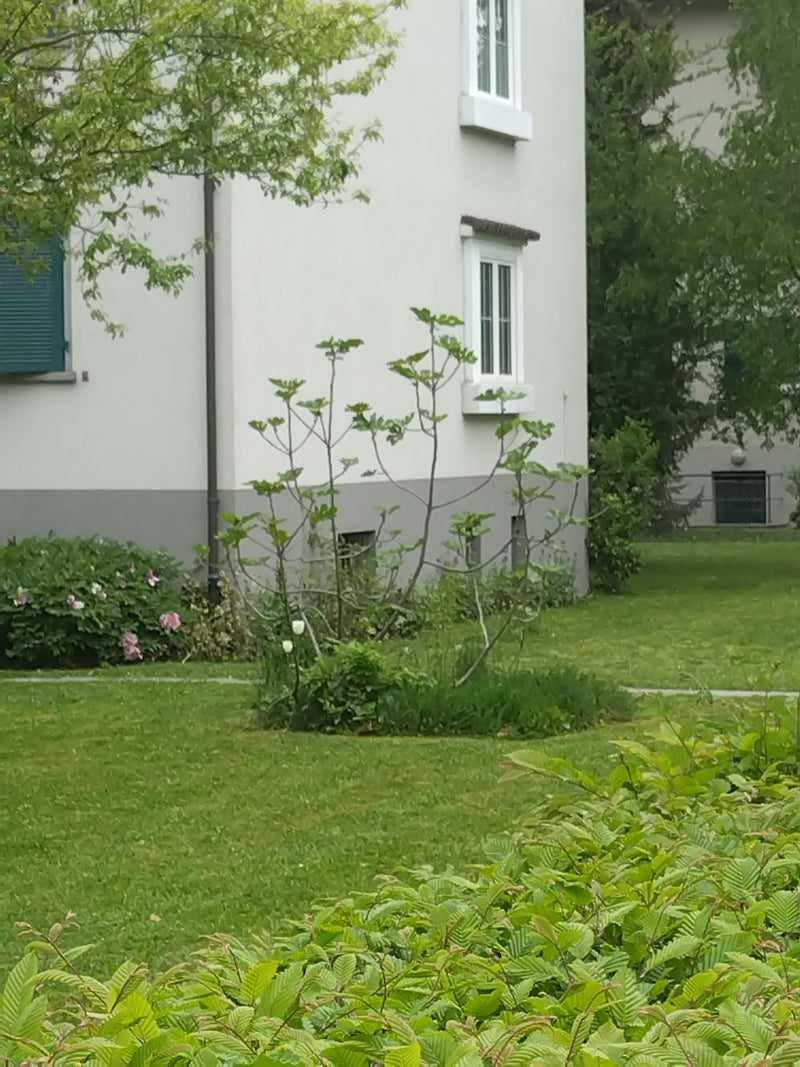Drzewo figowe — Bild 1