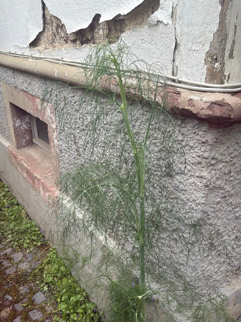 koper włoski — Bild 2