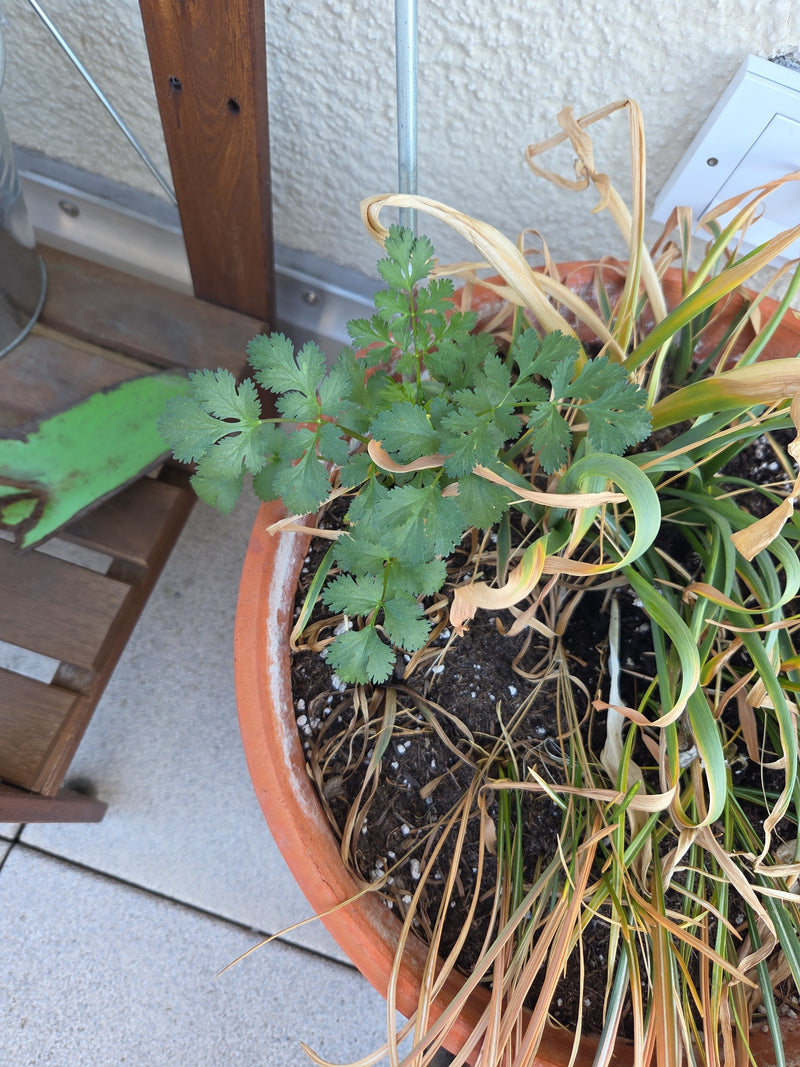 kolendra — Bild 2