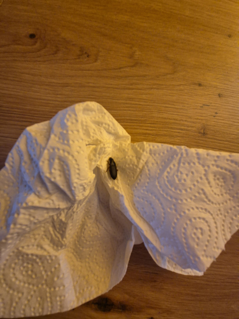 Biegacz ziemny (rodzaj Harpalus) — zdjęcie 4 z 6
