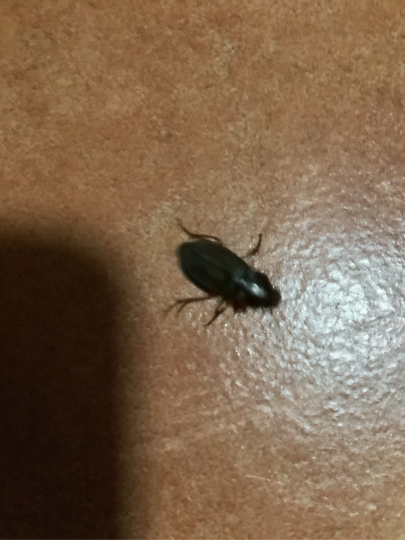 Biegacz ziemny (rodzaj Harpalus) — zdjęcie 3 z 6