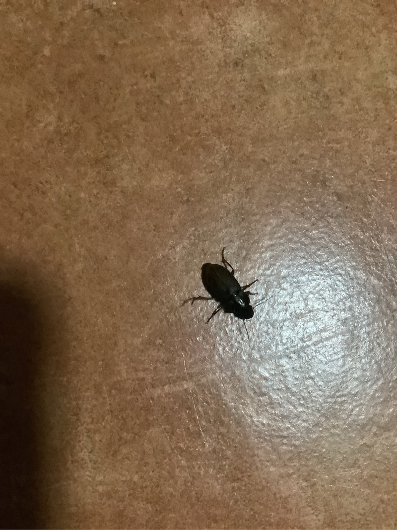 Biegacz ziemny (rodzaj Harpalus) — zdjęcie 2 z 6