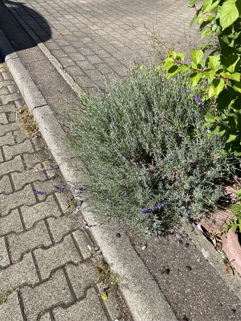 Krzewiasta lawenda o srebrzystozielonych liściach i fioletowych kwiatostanach rośnie na krawędzi brukowanego chodnika.