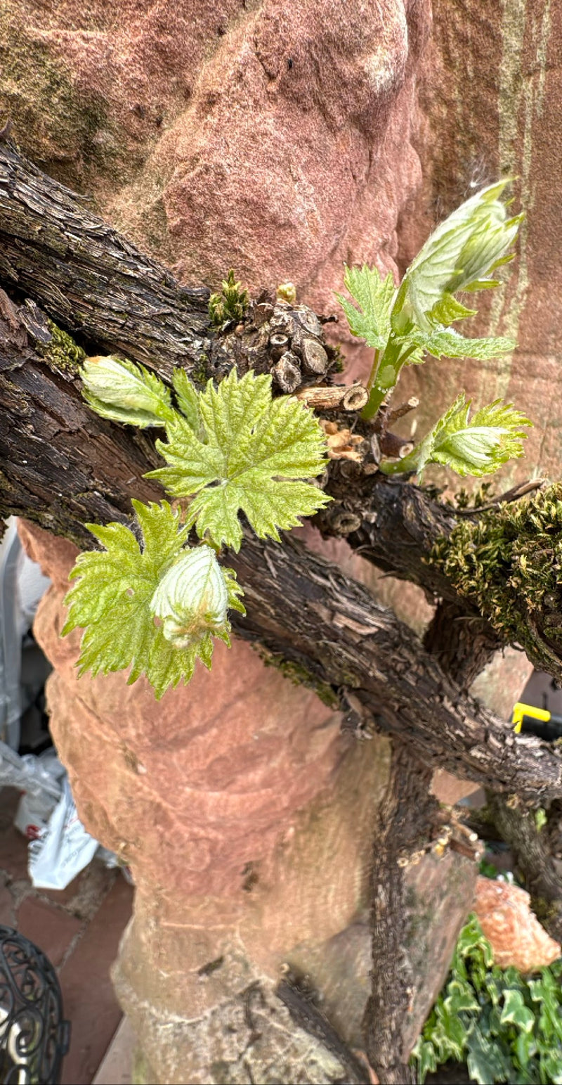 Wino ozdobne — Bild 1