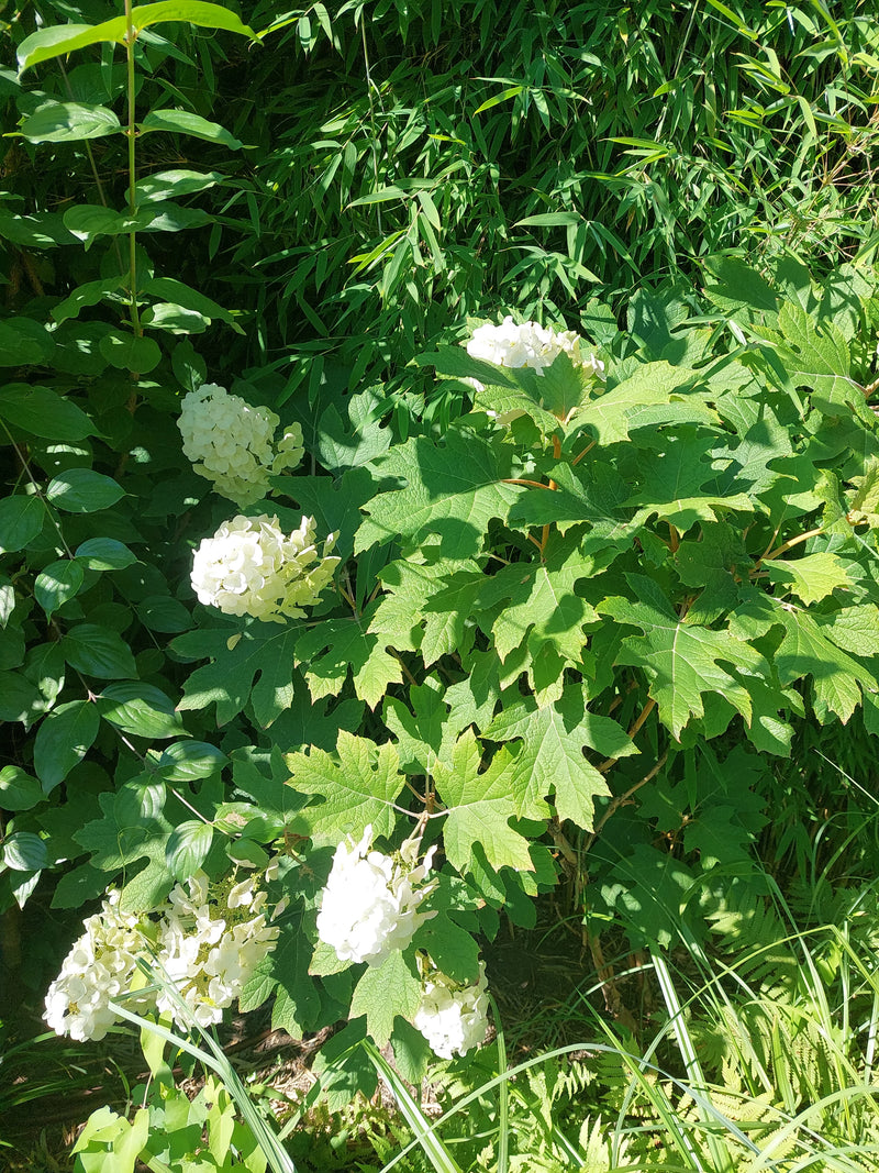 Hortensja dębowa — Bild 1