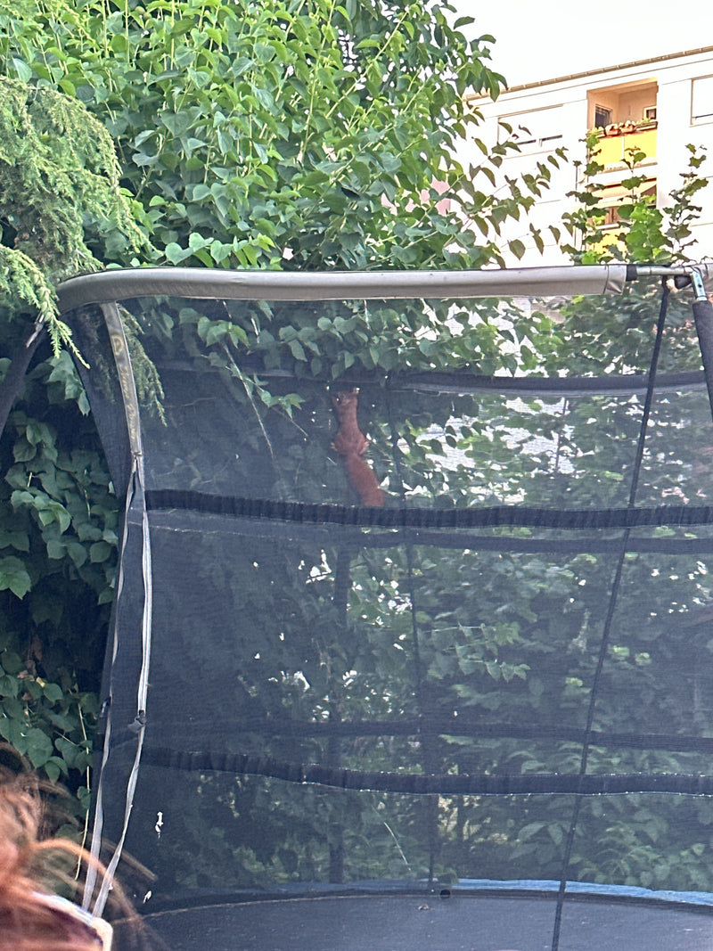 Rudy wiewiórka pospolita wznosi się w gęstej liściastości za siatką trampoliny. Zwierzę jest częściowo zasłonięte przez strukturę.