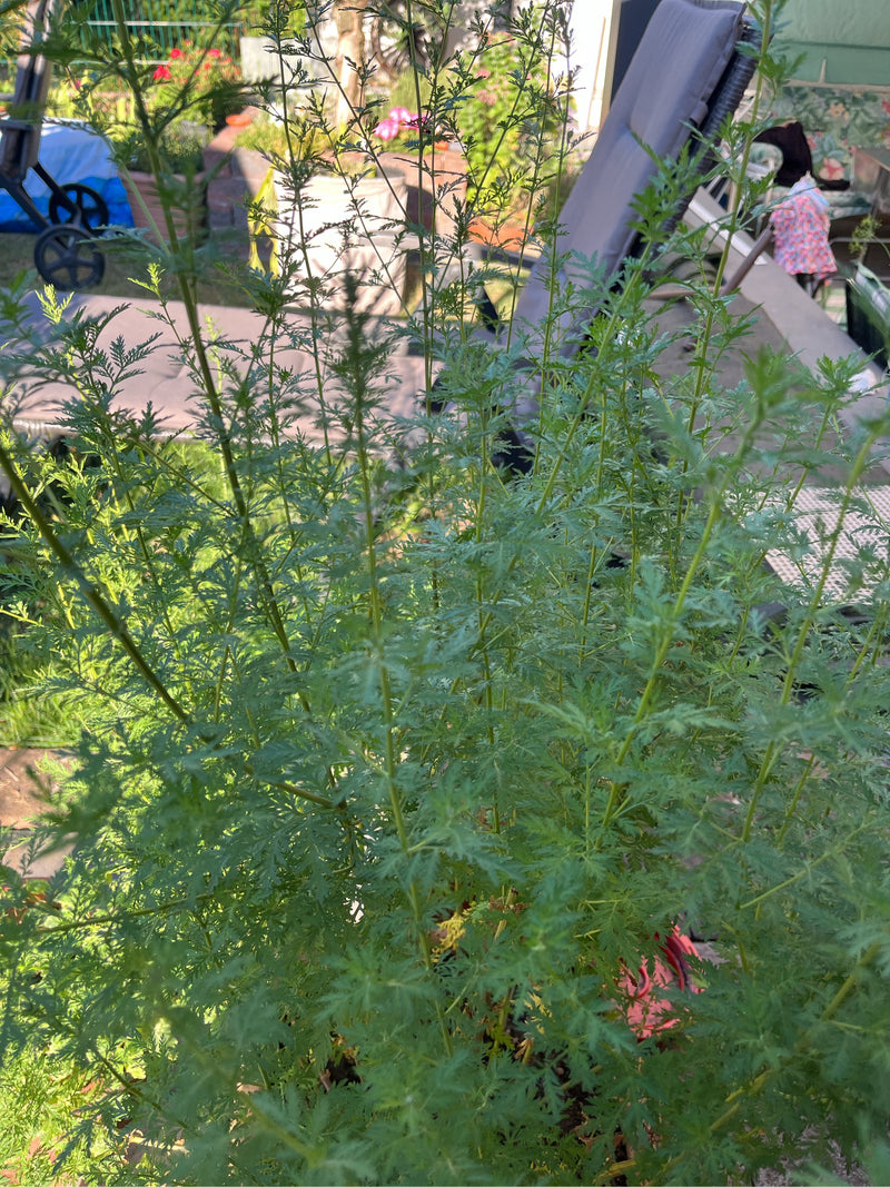 Artemizja Annua — Bild 1