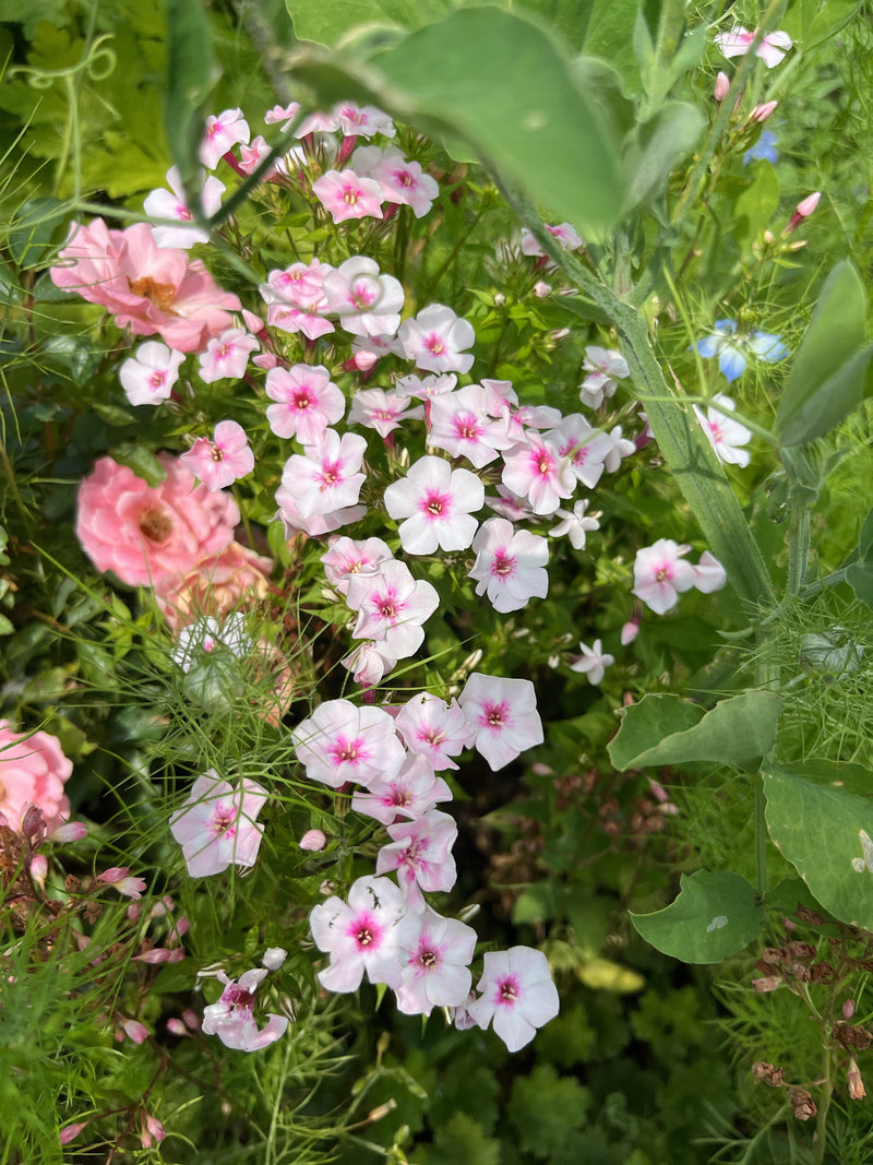 Floks roczny (floks letni) — Bild 1