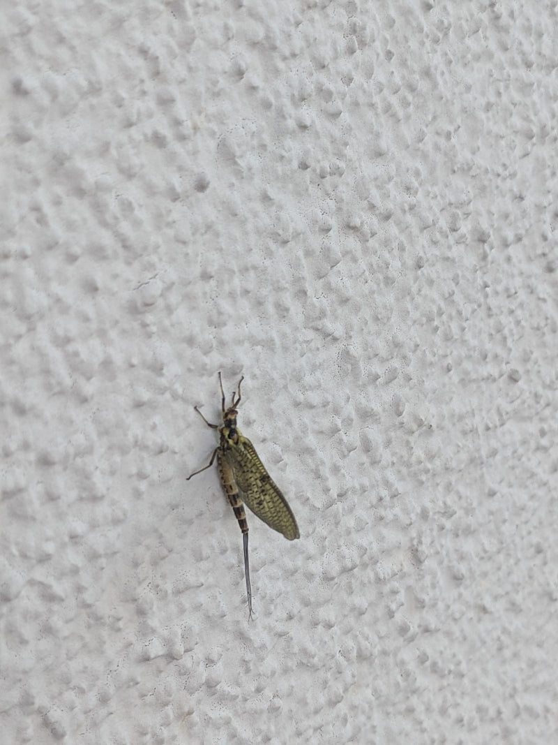 Eintagsfliege — Bild 1
