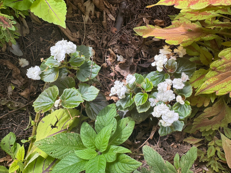 Kwitnąca begonia stale kwitnąca o pełnych, białych kwiatach rośnie pośród innych roślin ogrodowych na ziemi.