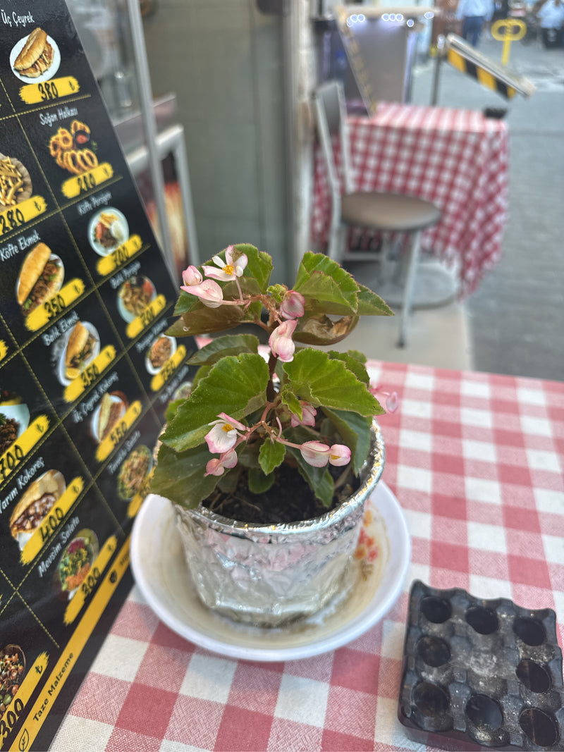 Lodowa Begonia — zdjęcie 3 z 5