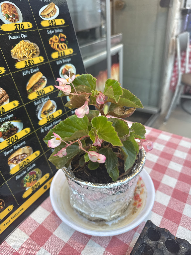 Lodowa Begonia — zdjęcie 2 z 5