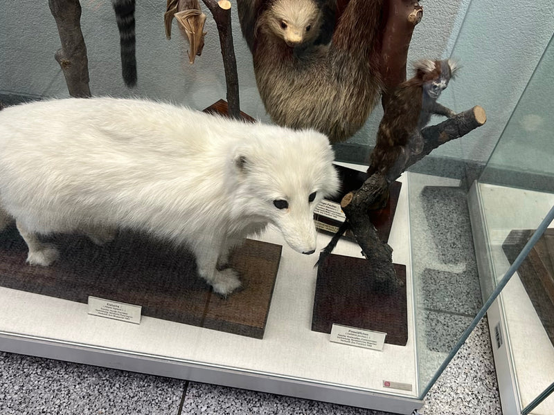 Eisfuchs — zdjęcie 1 z 1