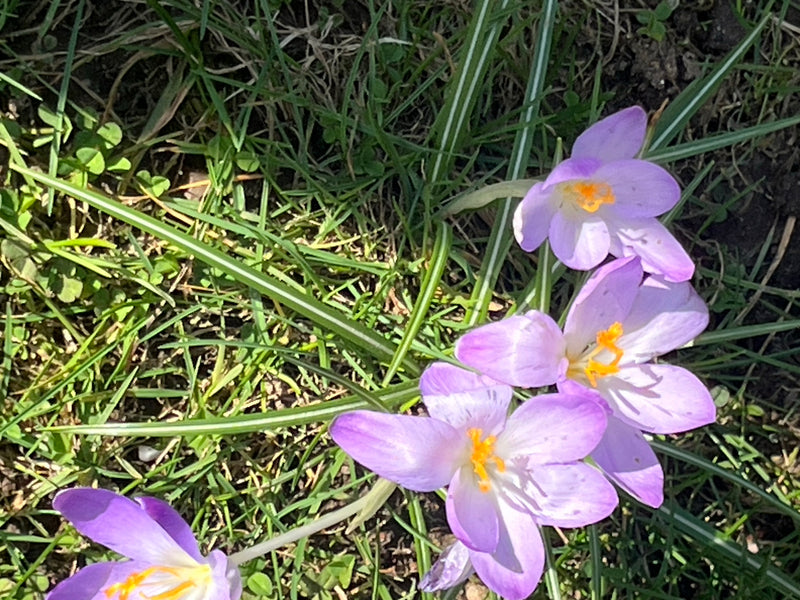 Elficki krokus — Bild 2
