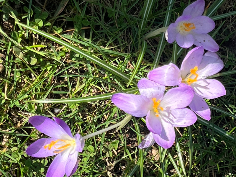 Elficki krokus — Bild 1