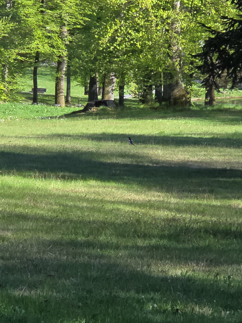 sroka — Bild 1