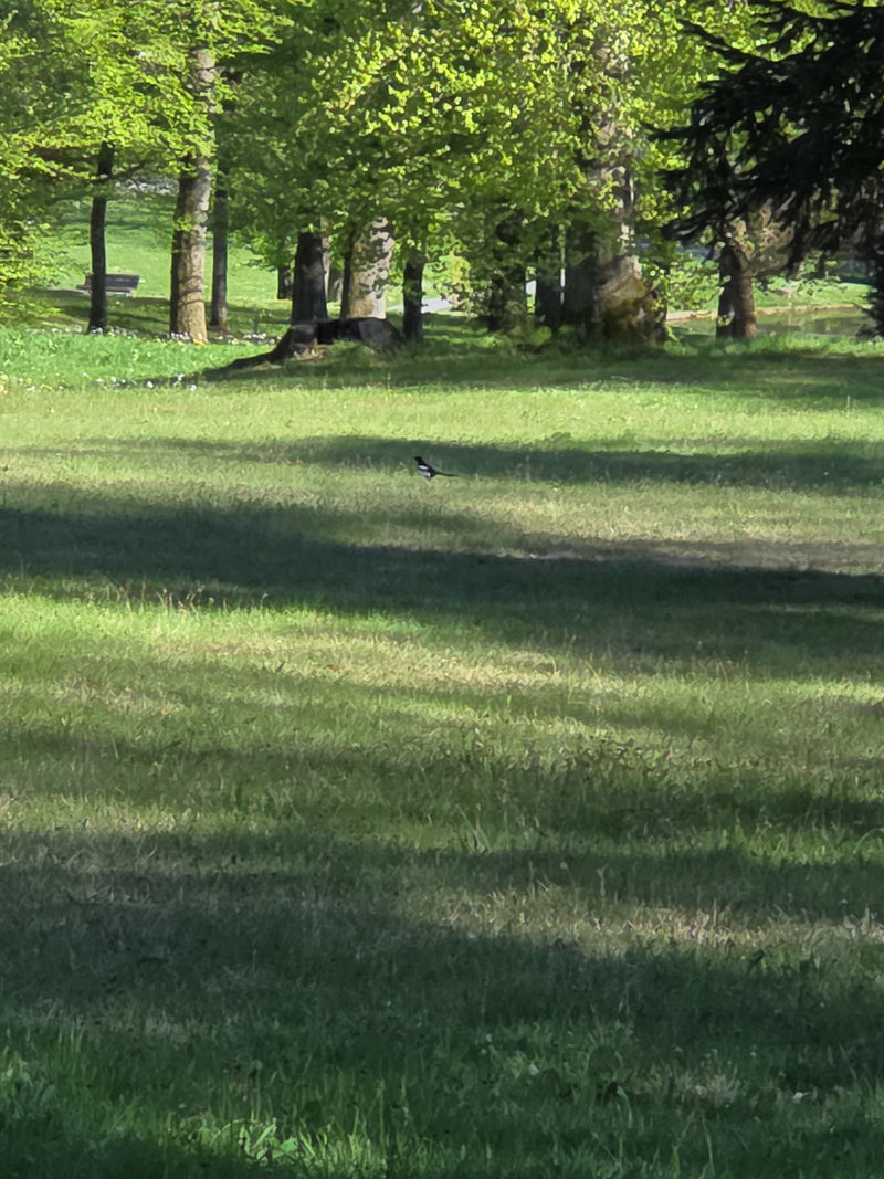 sroka — Bild 2