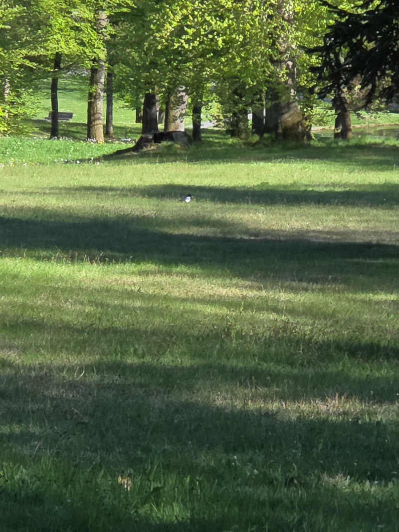 sroka — Bild 3