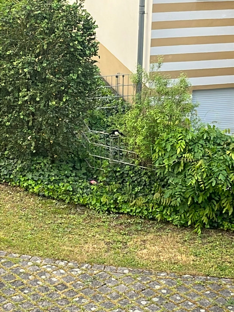 Sroka siedzi na metalowej konstrukcji wśród bujnej zieleni i krzewów w ogrodzie.