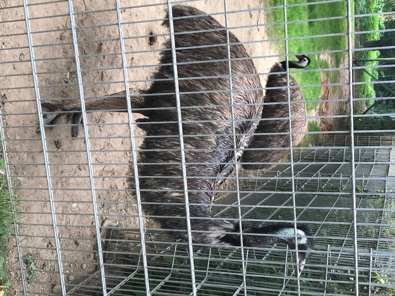 Emu — zdjęcie 1 z 1