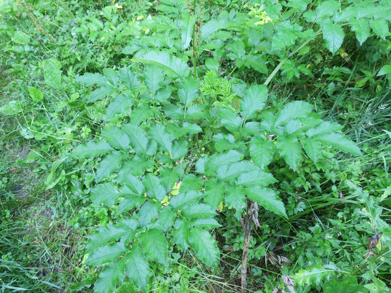 Angelica (rodzaj) — Bild 1