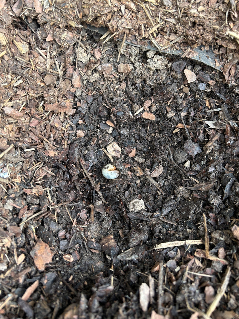 skarabeusz — Bild 1