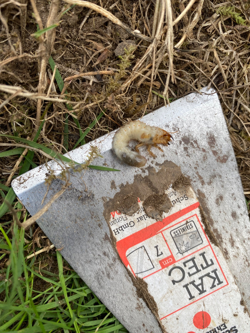 Typowa larwa chrząszcza z rodziny poświętnikowatych leży na metalowej łopatce ogrodowej. Narzędzie otoczone jest trawą i ziemią.