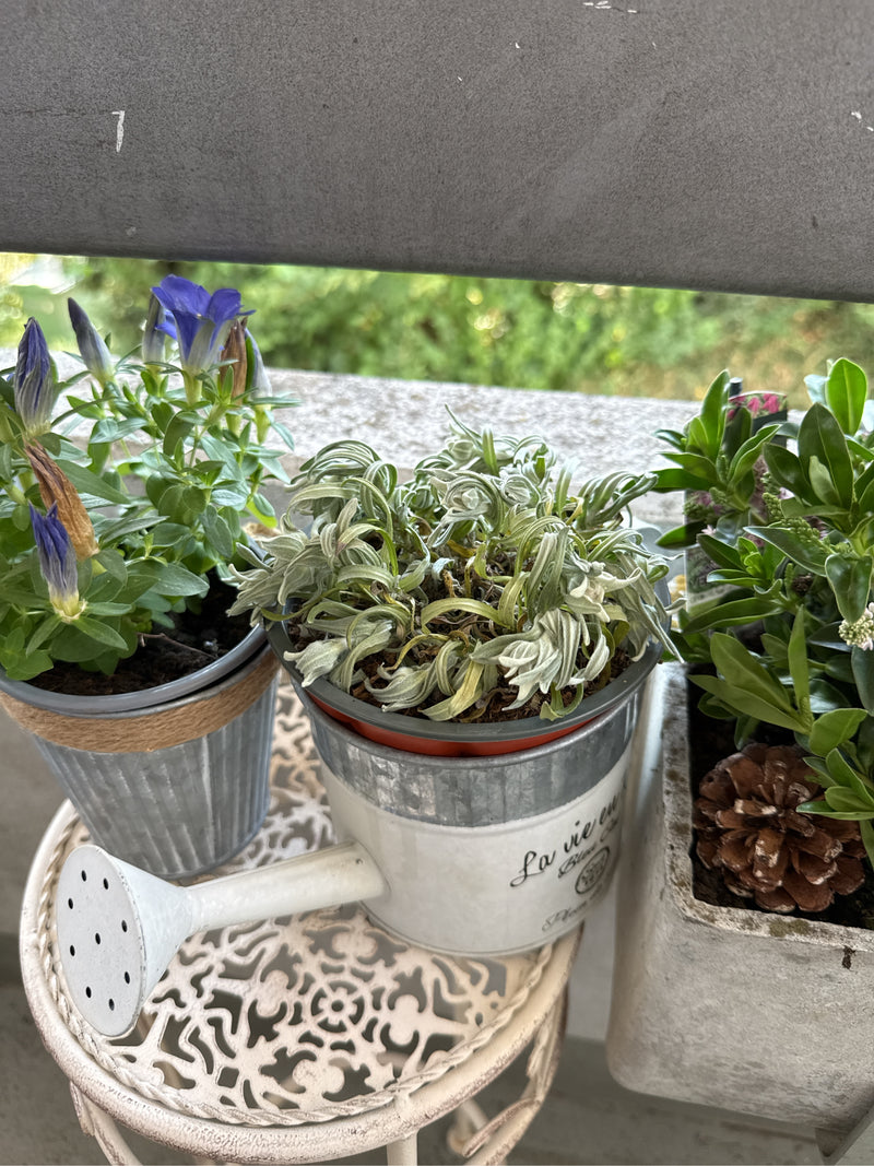 gencjana — Bild 5