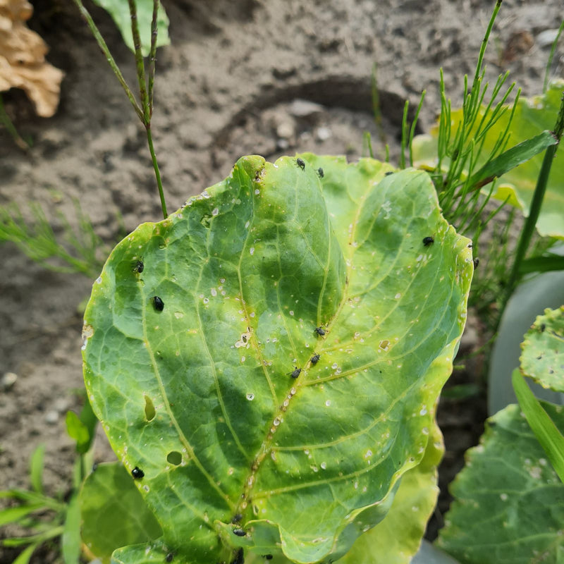 Chrząszcze pcheł (rodzaj Phyllotreta) — Bild 1